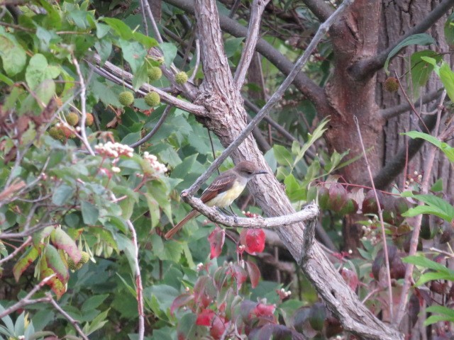 Great Crested Flycatcher - ML112149291