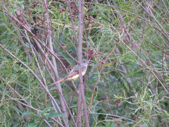 Great Crested Flycatcher - ML112149301