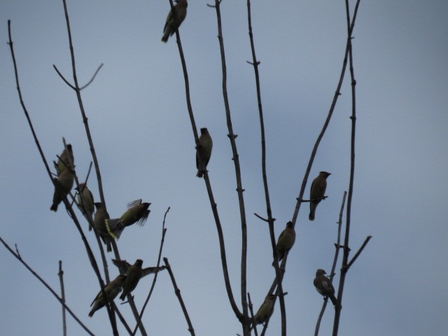 Cedar Waxwing - ML112149381