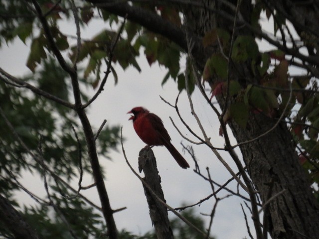 Northern Cardinal - ML112149421