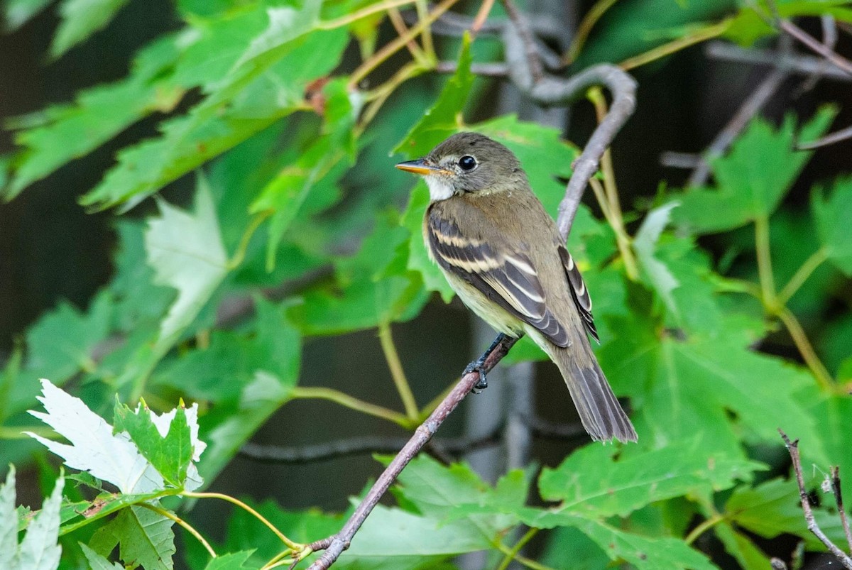 Alder/Willow Flycatcher (Traill's Flycatcher) - Andrew Simon