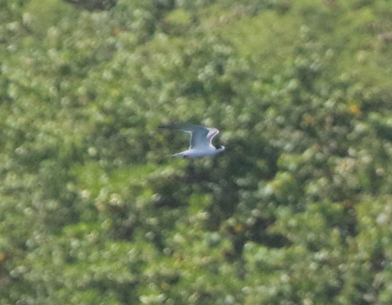 Common Tern - Joseph Mancuso