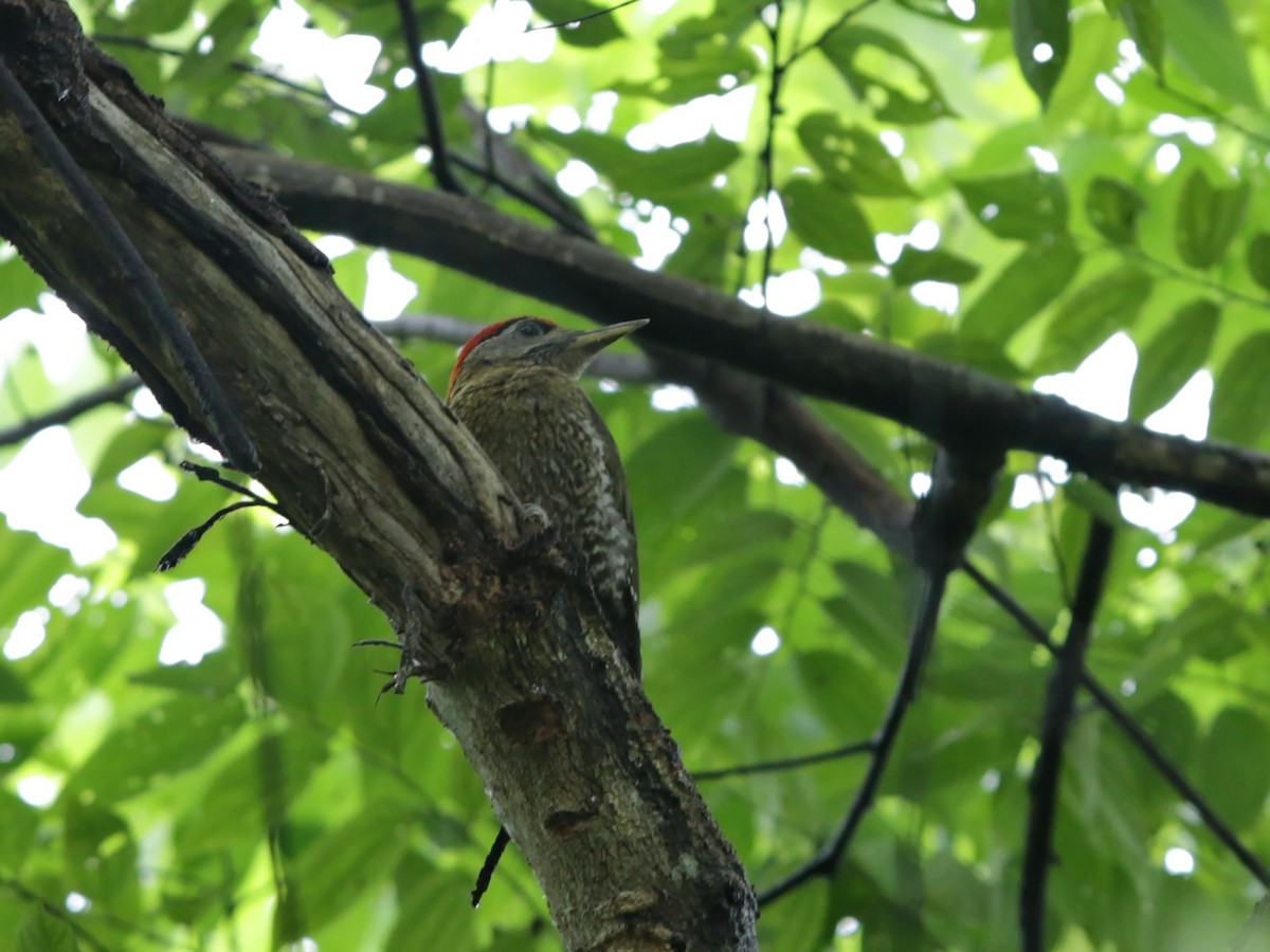 Streak-breasted Woodpecker - ML112155141