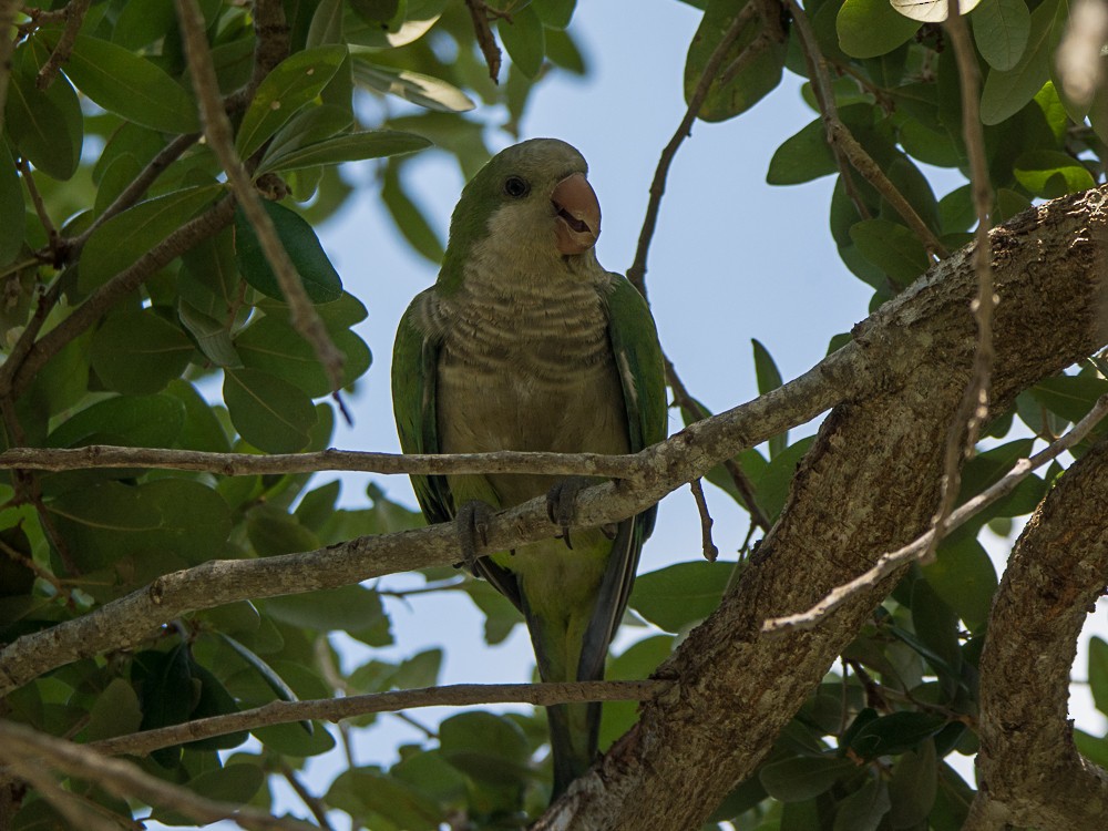 Monk Parakeet - ML112156531