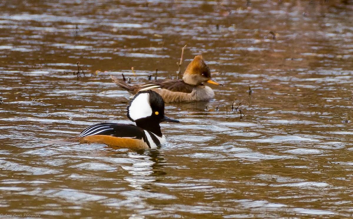 Hooded Merganser - ML112159221