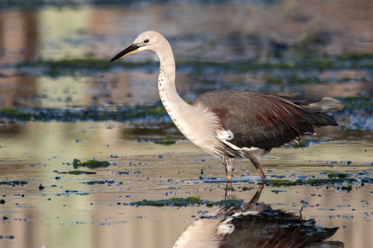 Pacific Heron - ML112160581