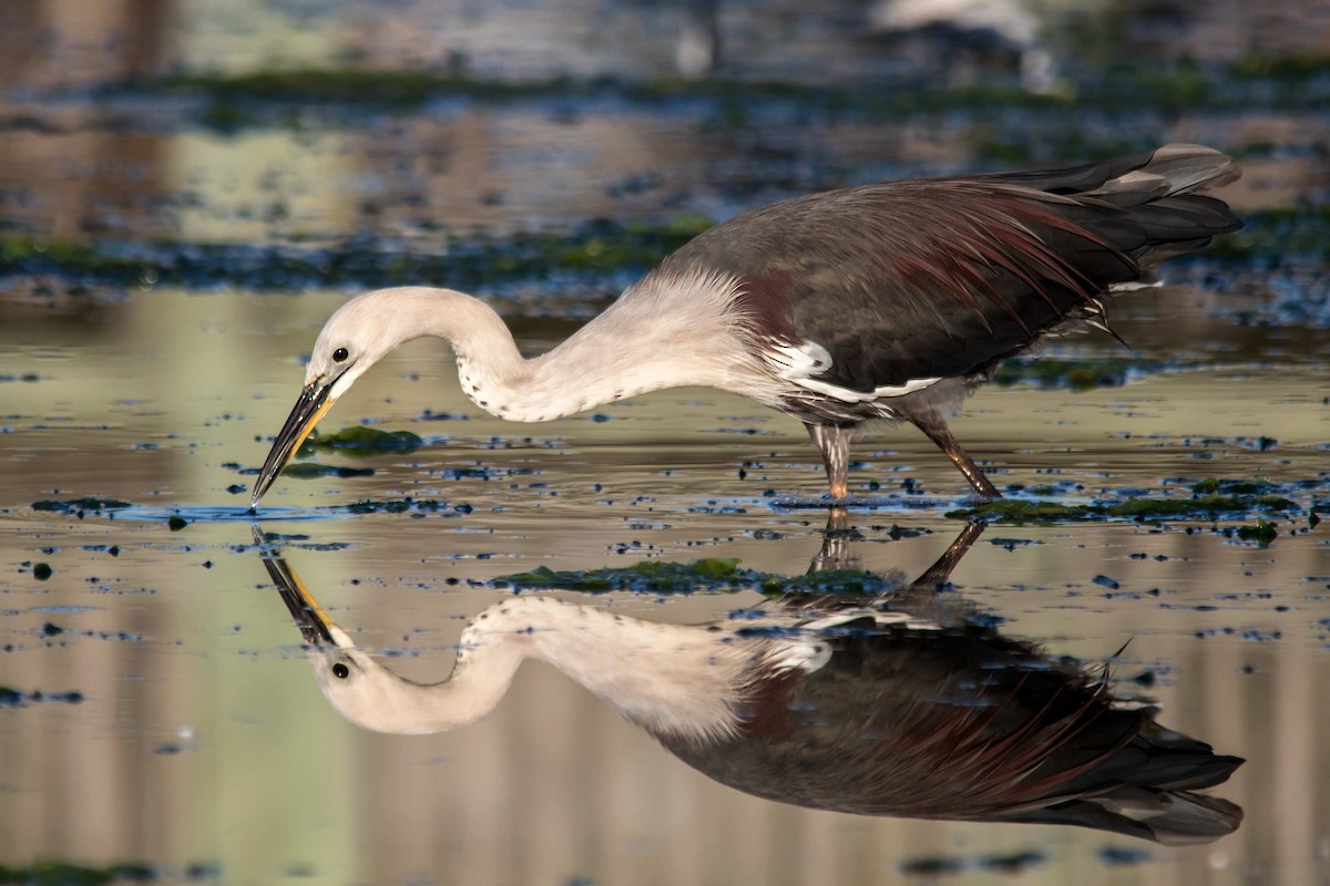 Pacific Heron - ML112160591