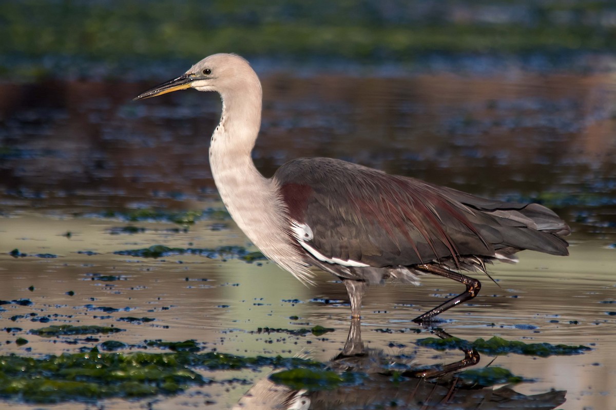 Pacific Heron - Andrew Allen