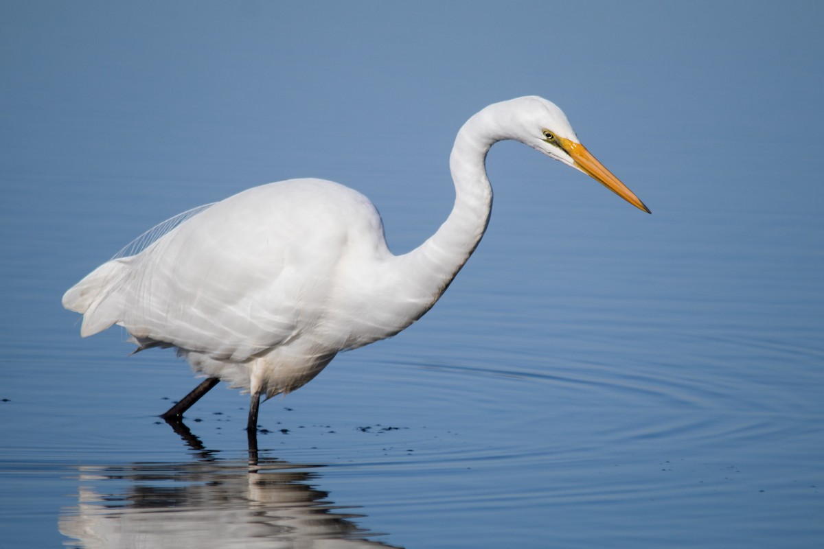 Great Egret - Andrew Allen