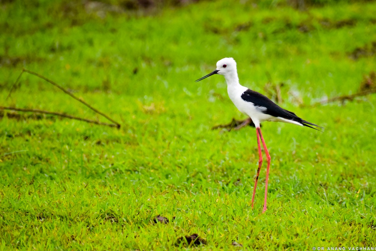 Black-winged Stilt - ML112162231