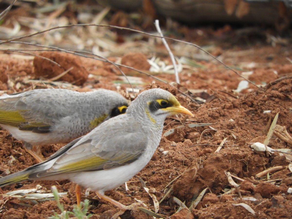 Yellow-throated Miner - Ron Steicke