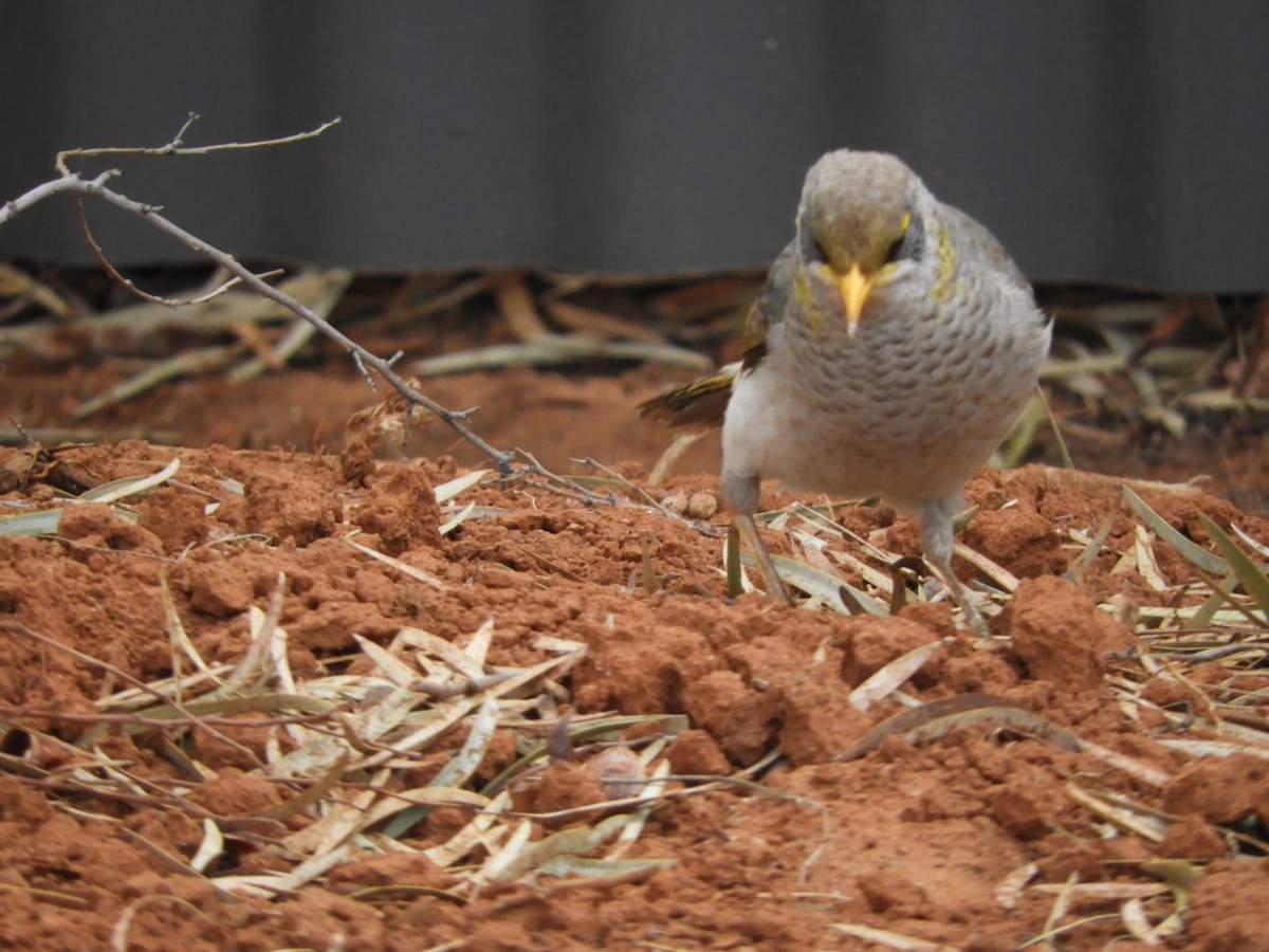 Yellow-throated Miner - ML112164431