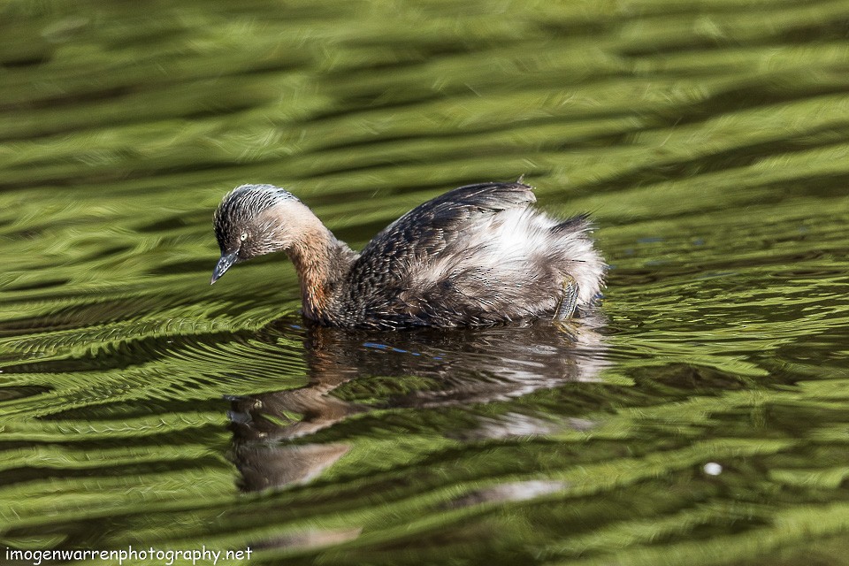 New Zealand Grebe - ML112165421