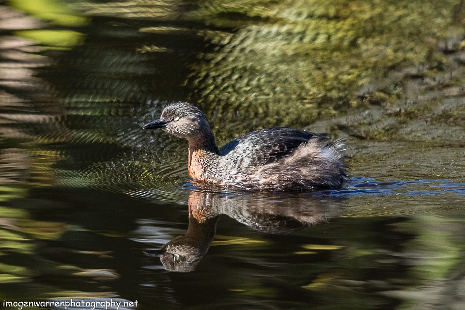 New Zealand Grebe - ML112165451