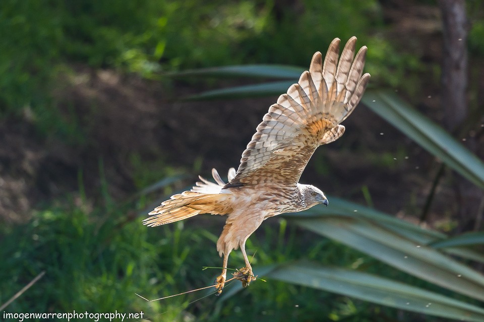 Swamp Harrier - ML112165521