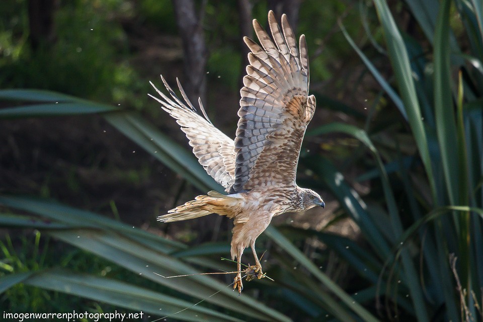 Swamp Harrier - ML112165531