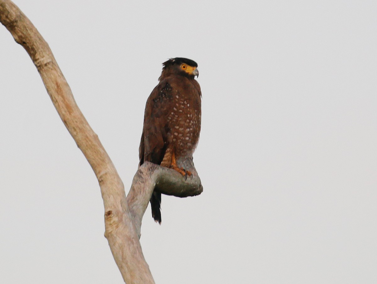 Crested Serpent-Eagle - ML112165731