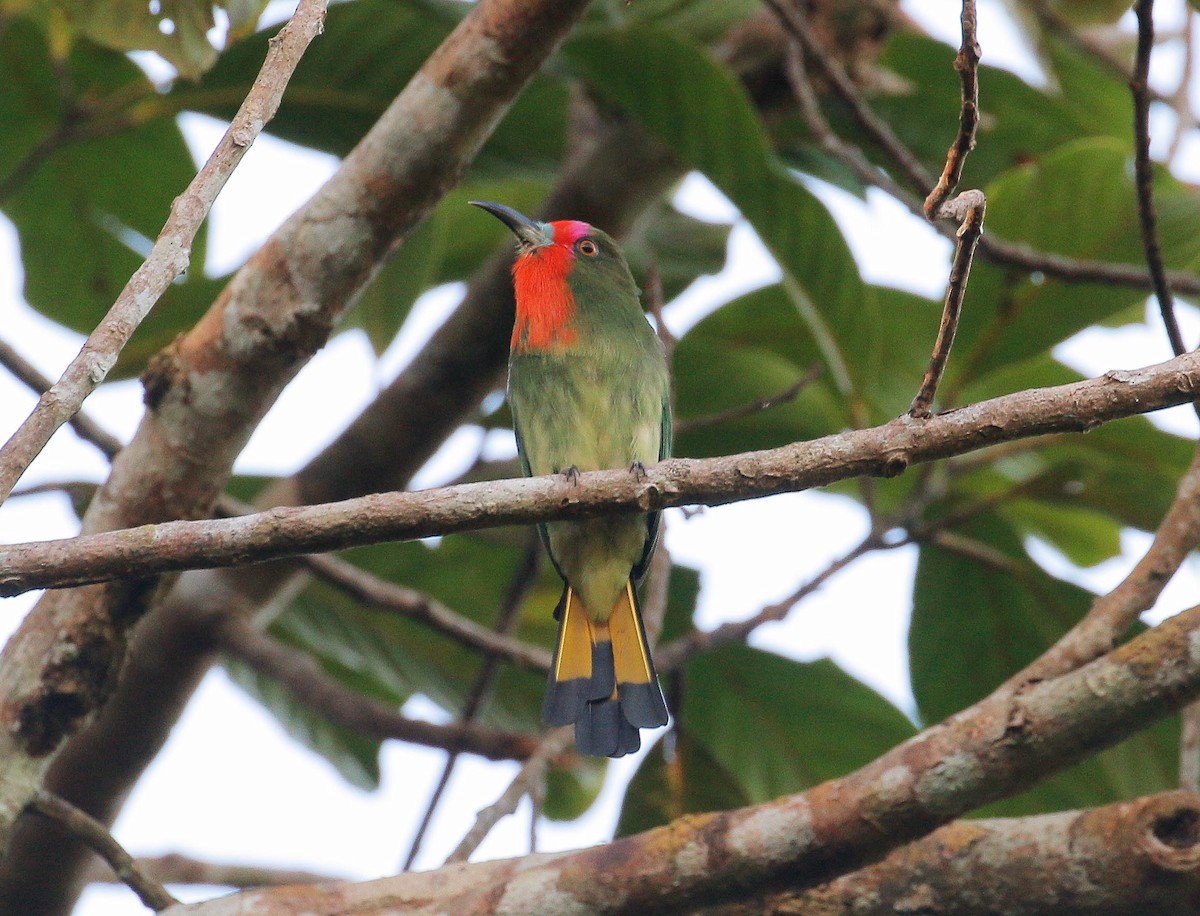 Red-bearded Bee-eater - ML112165831