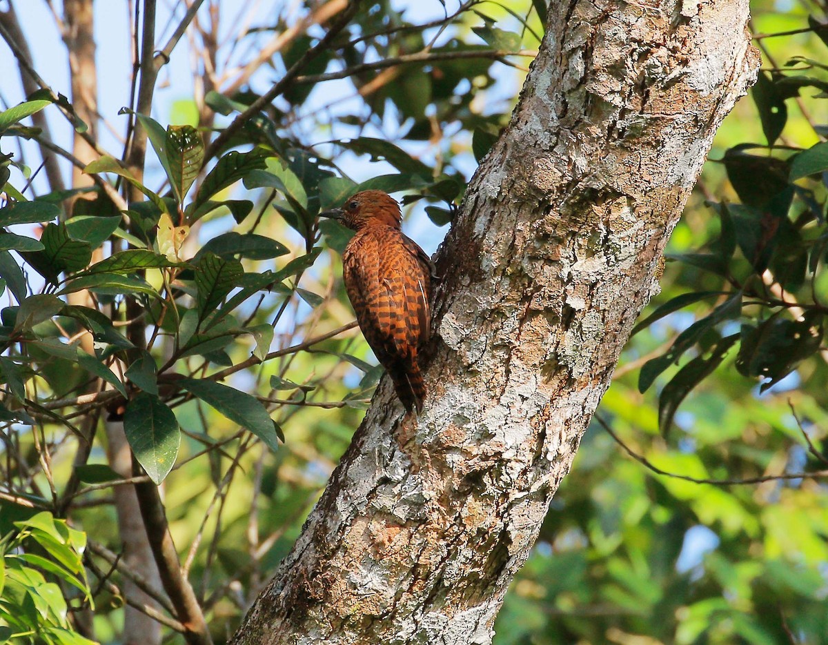 Rufous Woodpecker - ML112165961