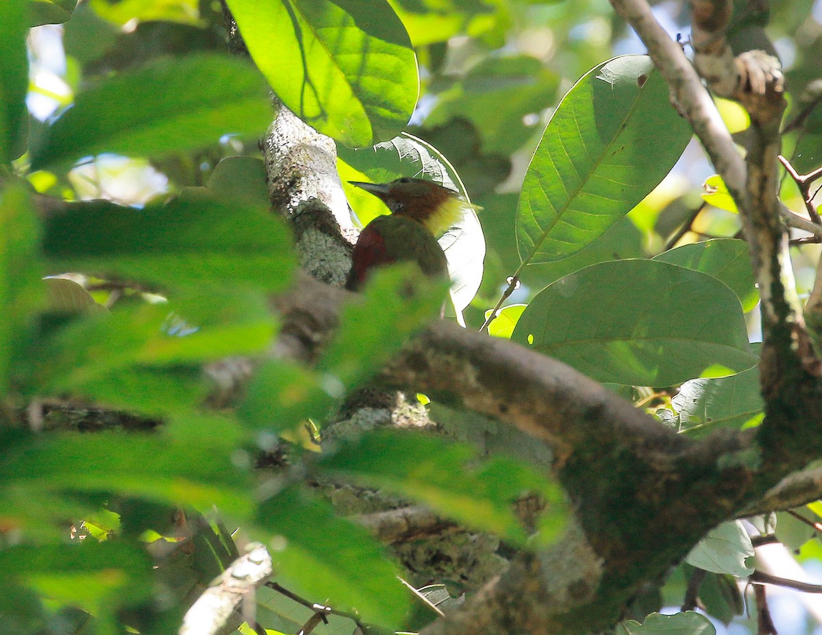 Checker-throated Woodpecker - ML112166001