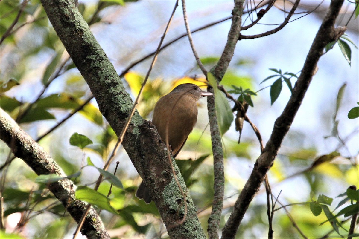 Rufous Shrikethrush - ML112166021