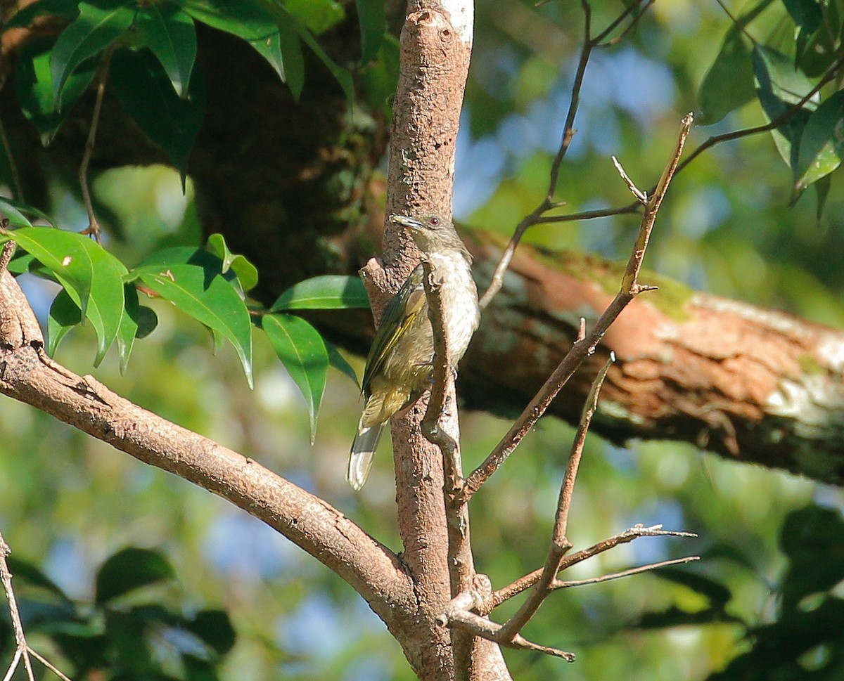 Bulbul Aliverde - ML112166061