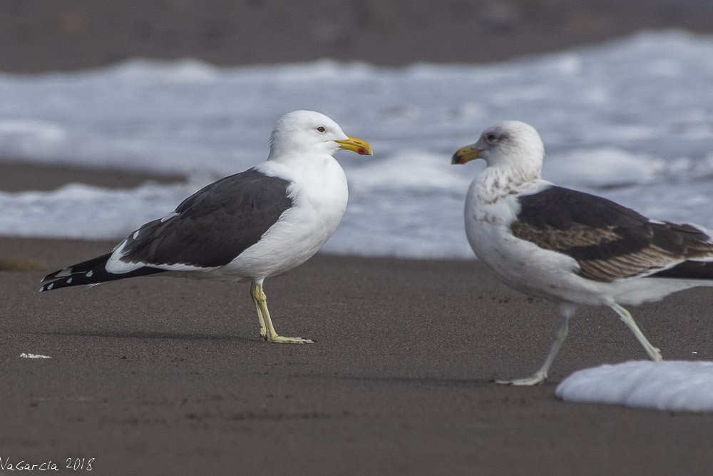 Kelp Gull - VERONICA ARAYA GARCIA