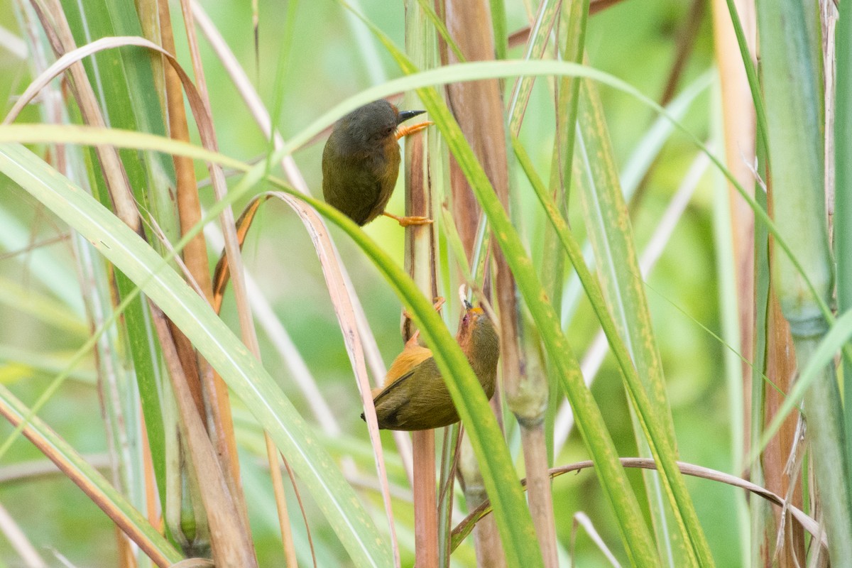 Rufous Piculet - ML112170951