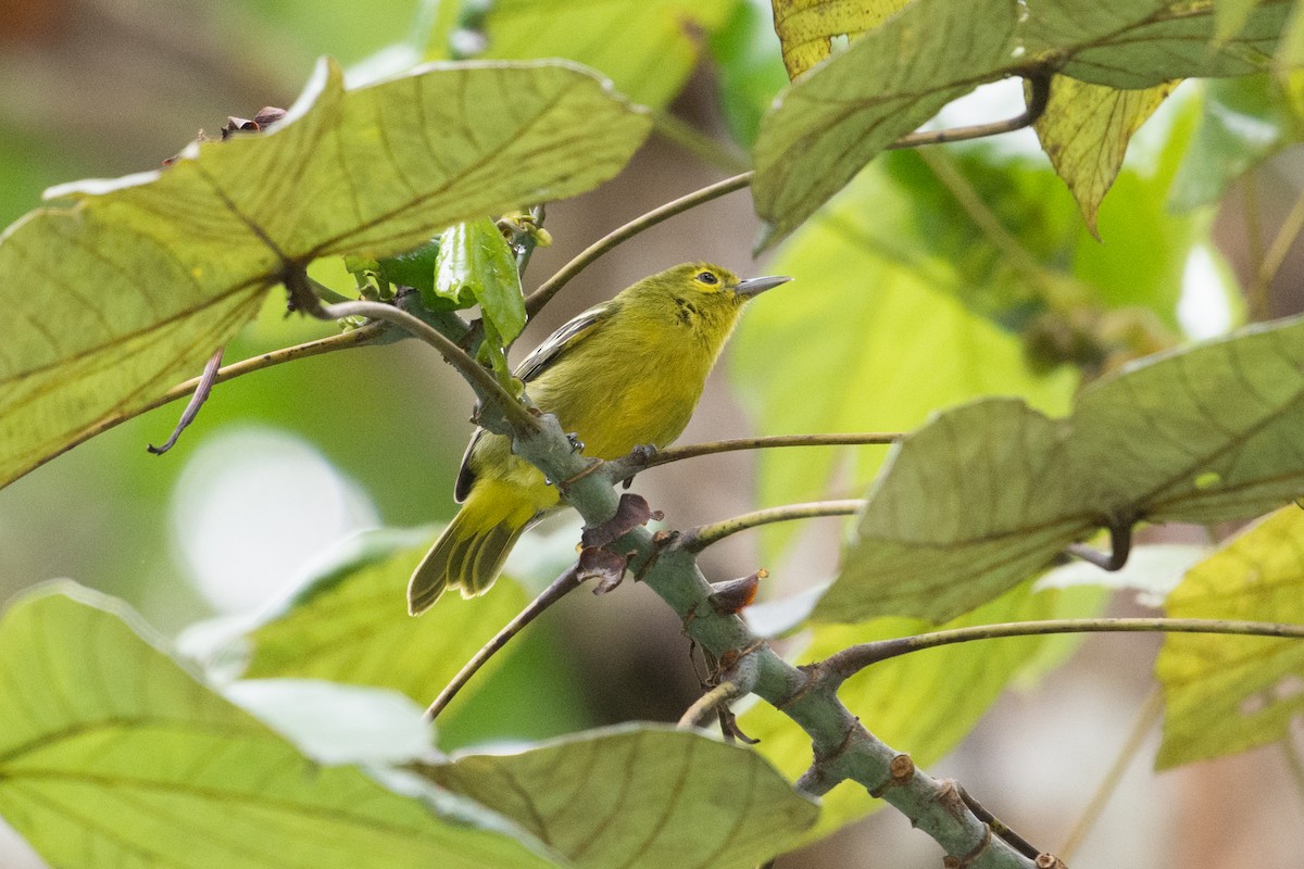 Green Iora - ML112170971