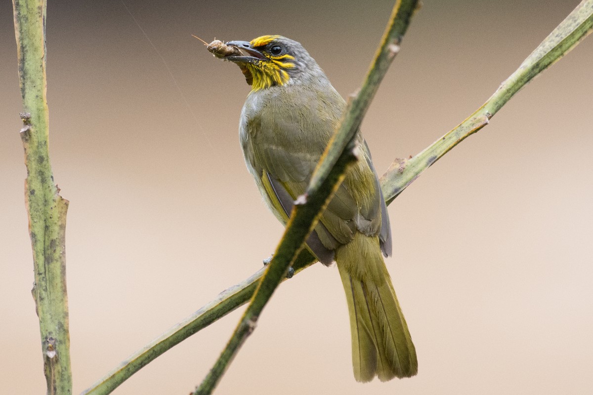Stripe-throated Bulbul - ML112171041