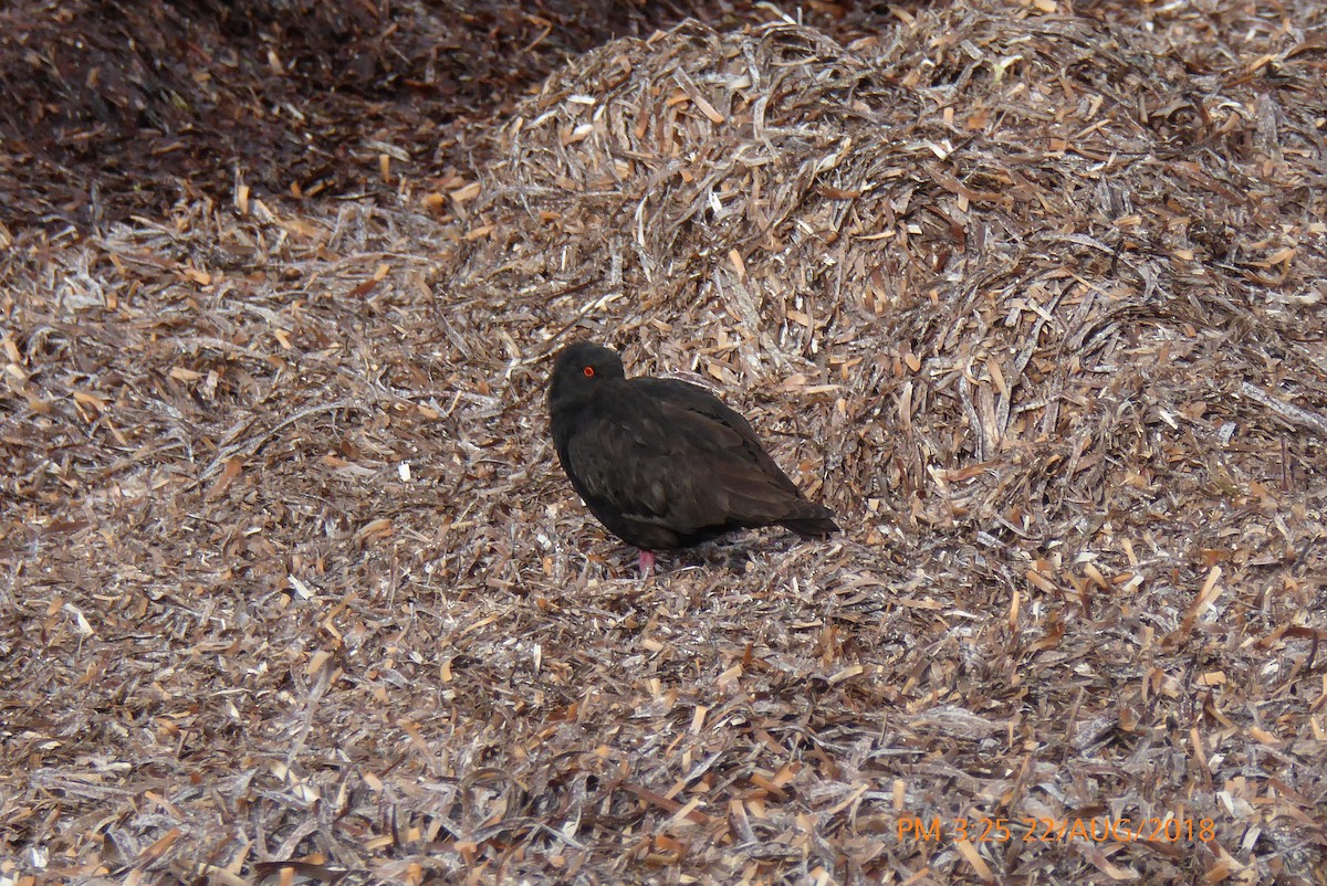 Sooty Oystercatcher - ML112172431