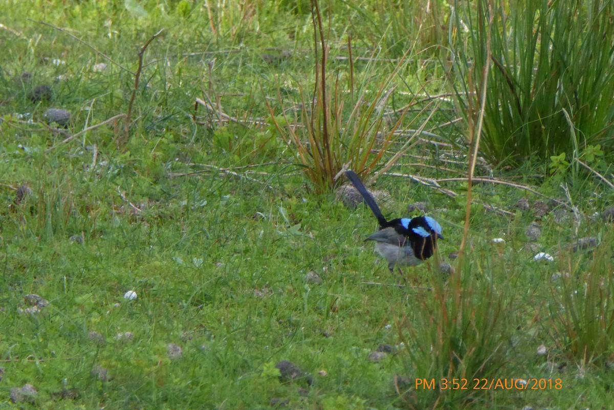 Superb Fairywren - ML112172461