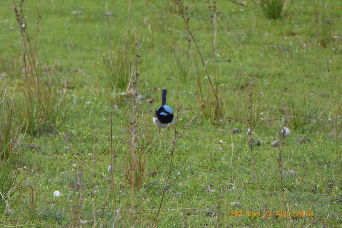 Superb Fairywren - ML112172471