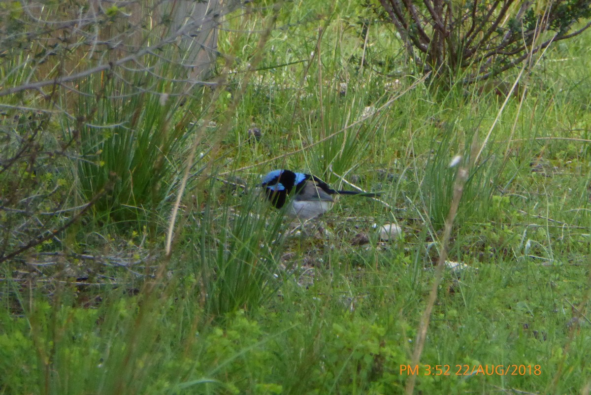 Superb Fairywren - ML112172481