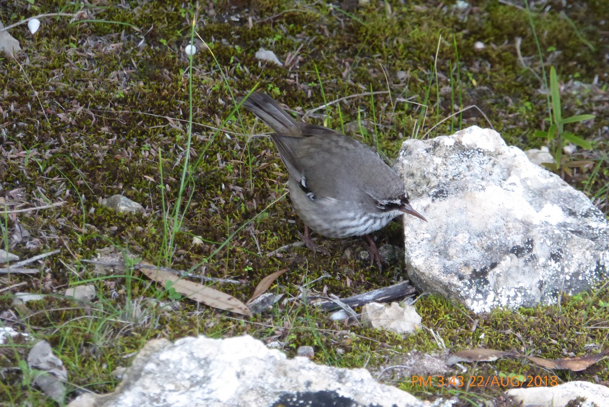 Spotted Scrubwren - ML112172531