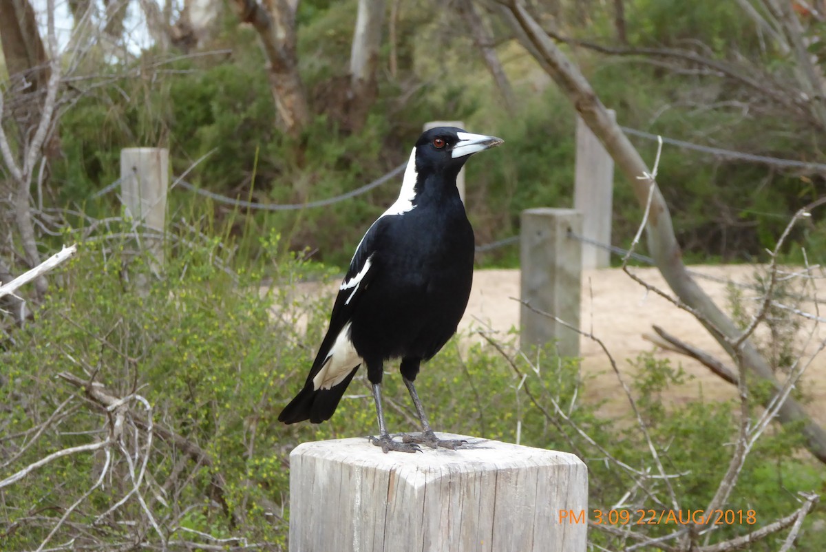 Australian Magpie - ML112172571