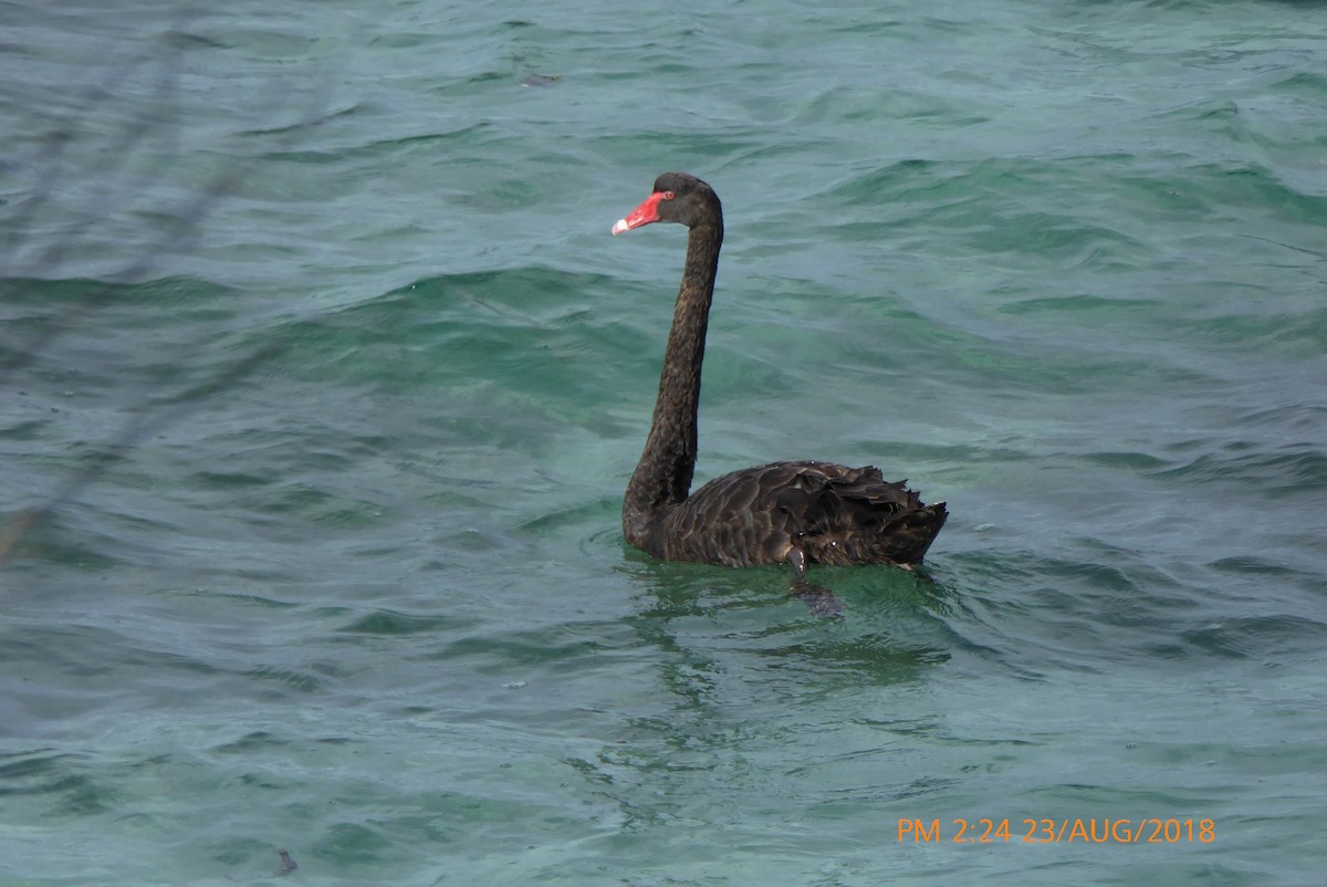 Black Swan - ML112173291