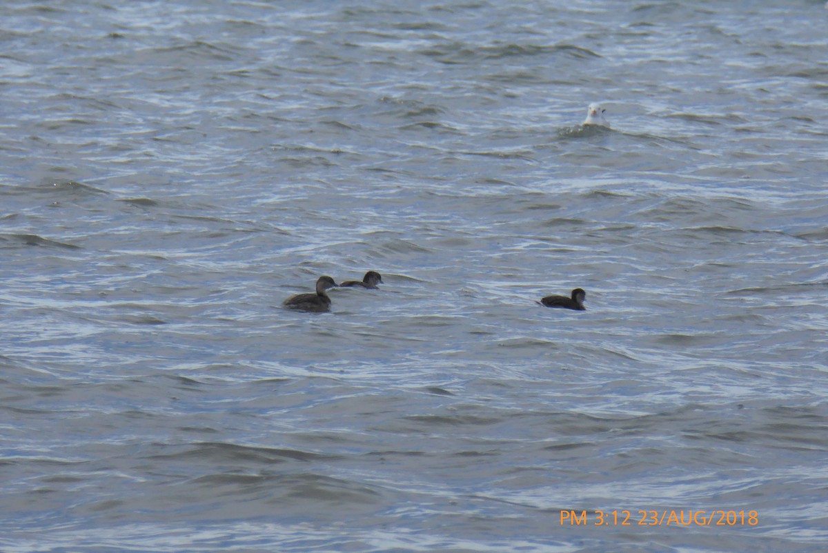 Hoary-headed Grebe - ML112173331