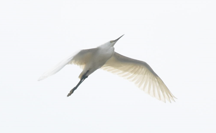 Little Egret - ML112173601