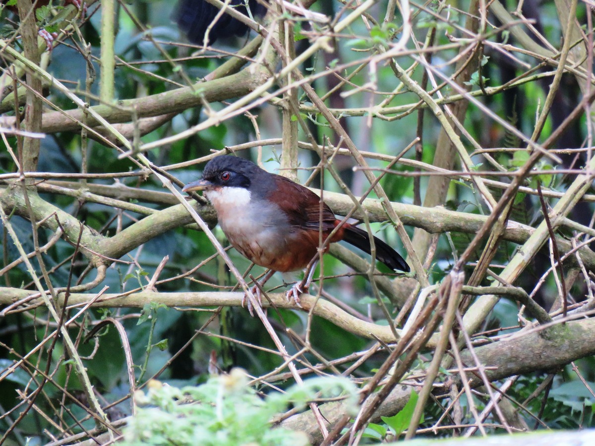Wayanad Laughingthrush - Selvaganesh K