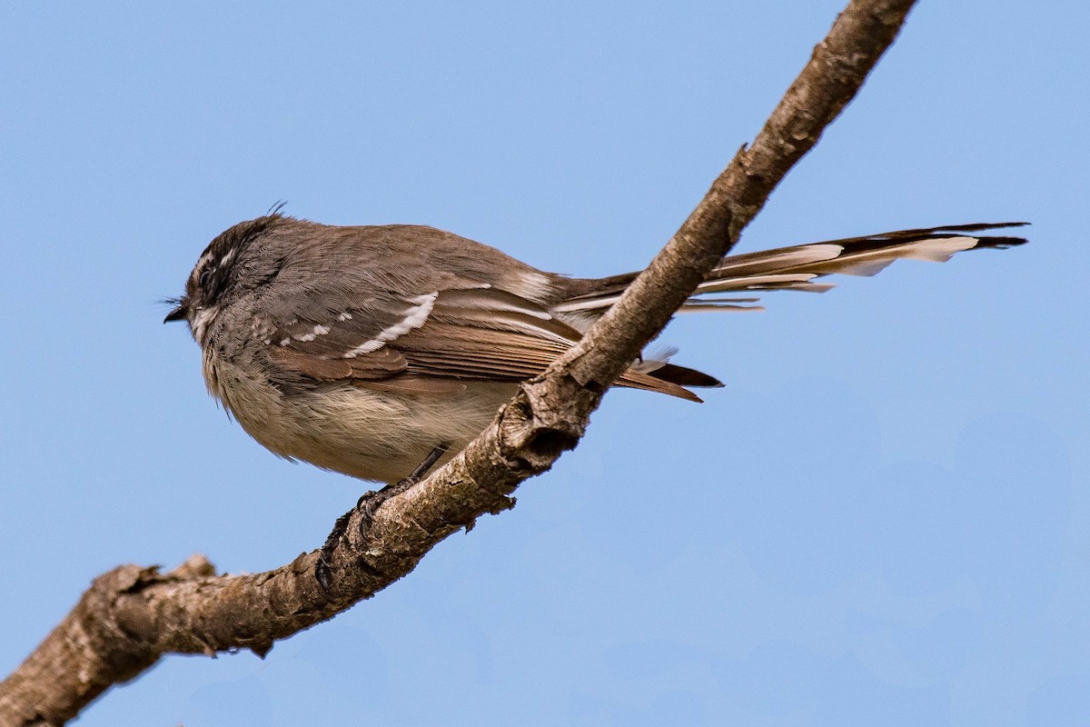 Gray Fantail - ML112175051