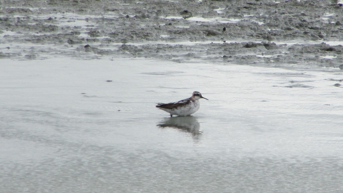 Red-necked Phalarope - ML112178131