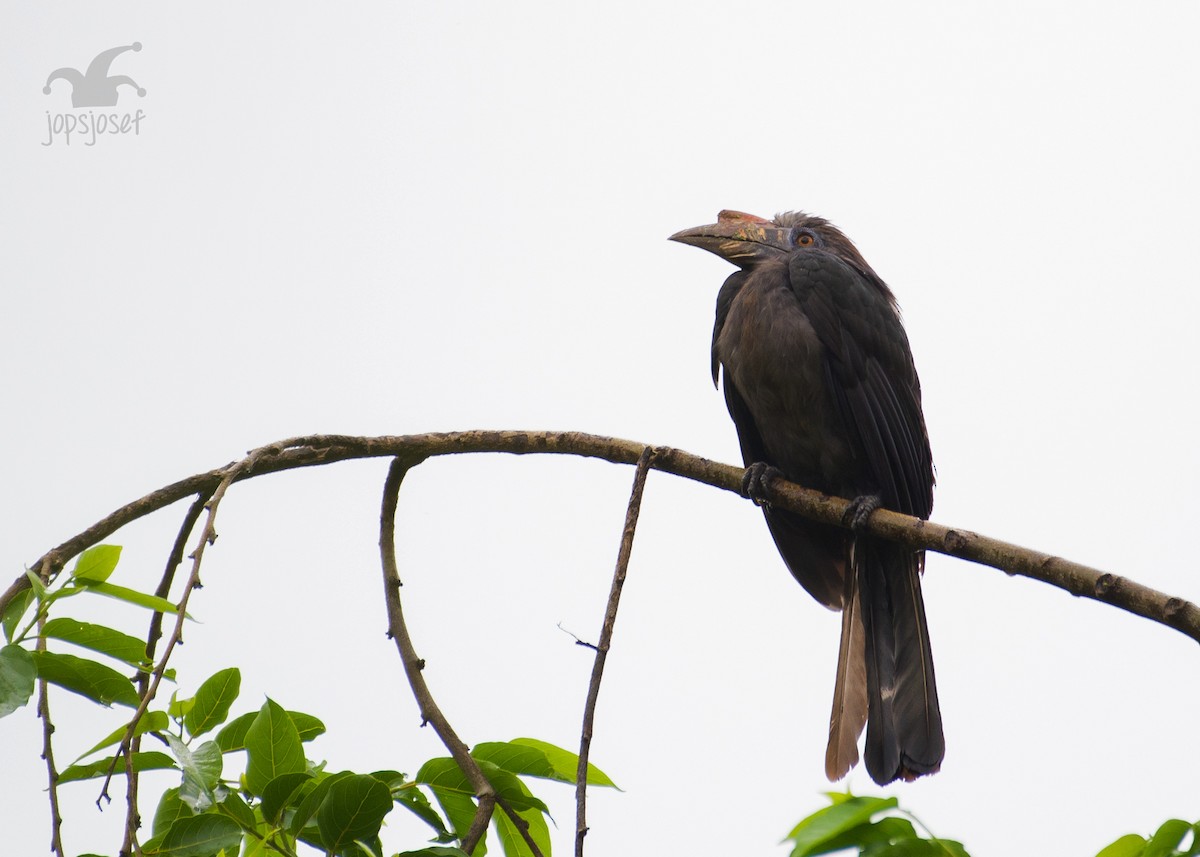 Luzon Hornbill - ML112178271