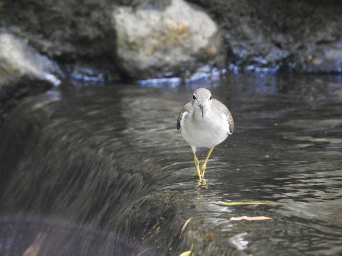 Spotted Sandpiper - ML112178371