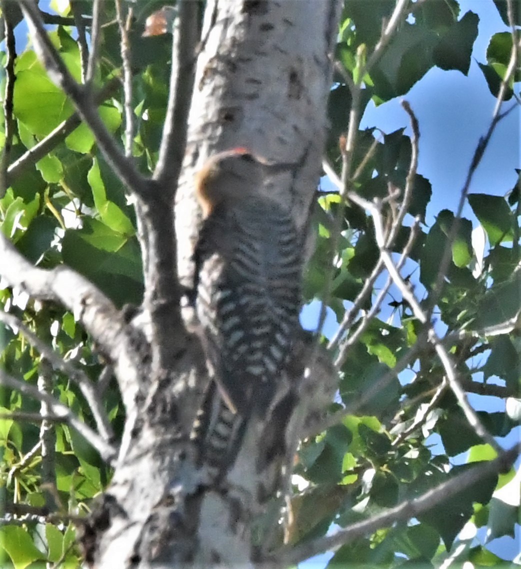 Gila Woodpecker - Neil Wingert