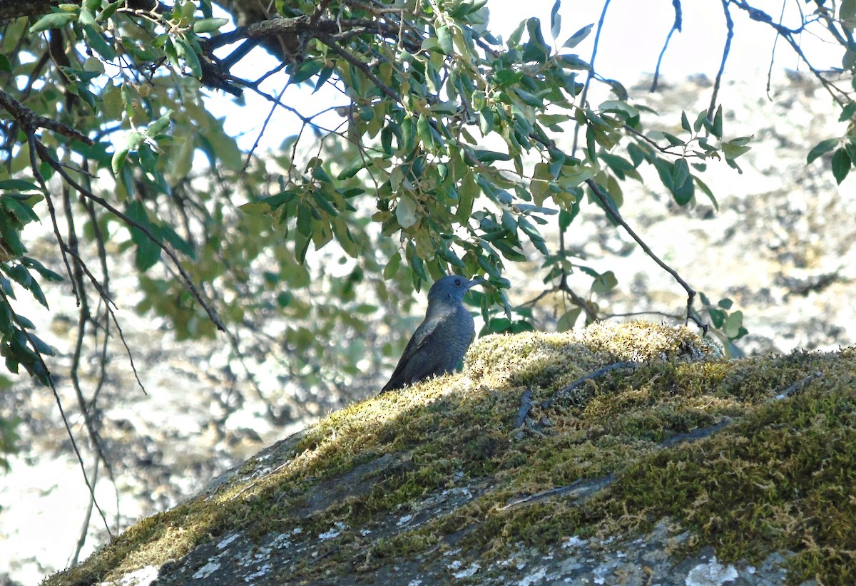 skalník modrý - ML112178571