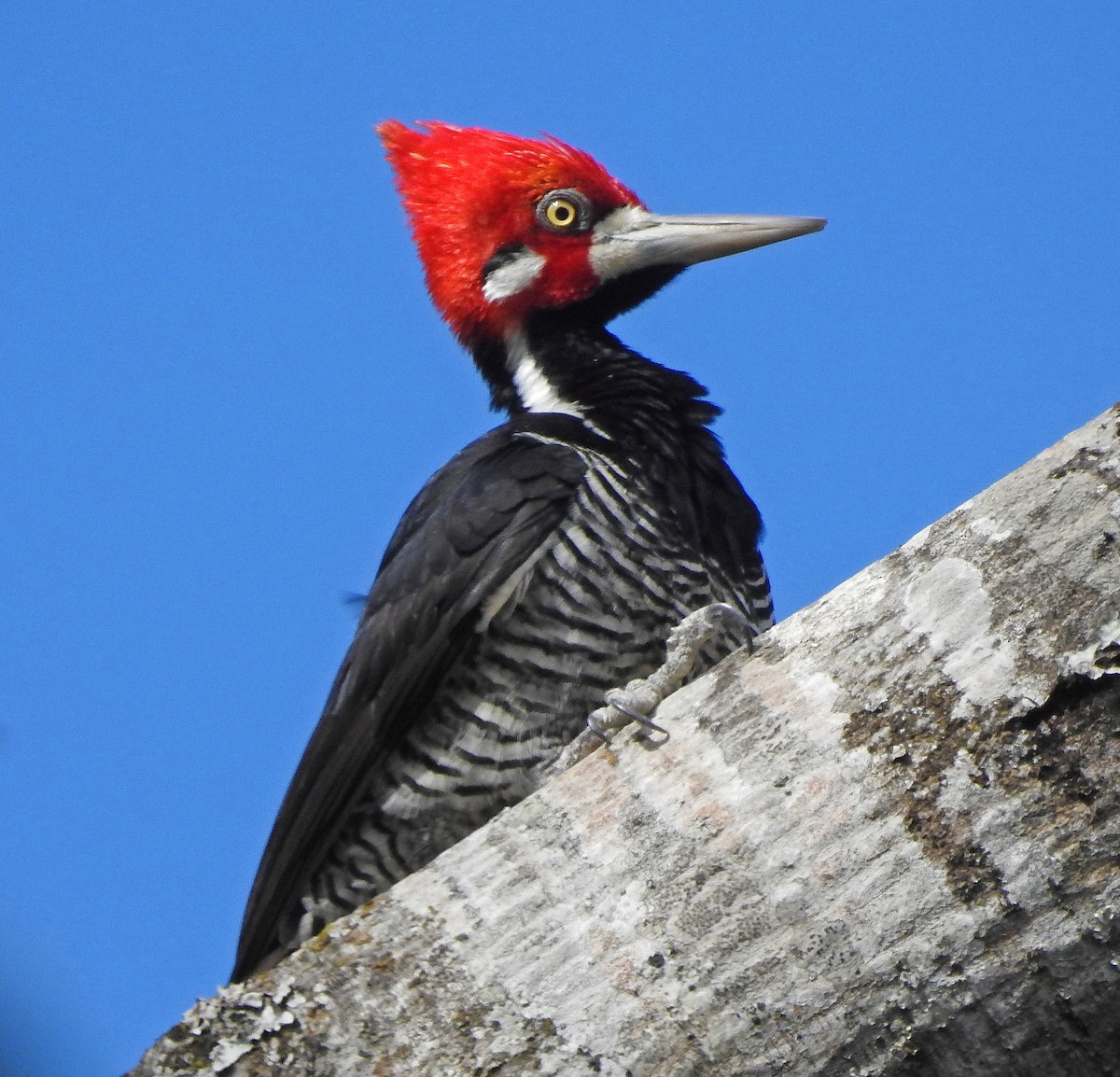Crimson-crested Woodpecker - ML112179941