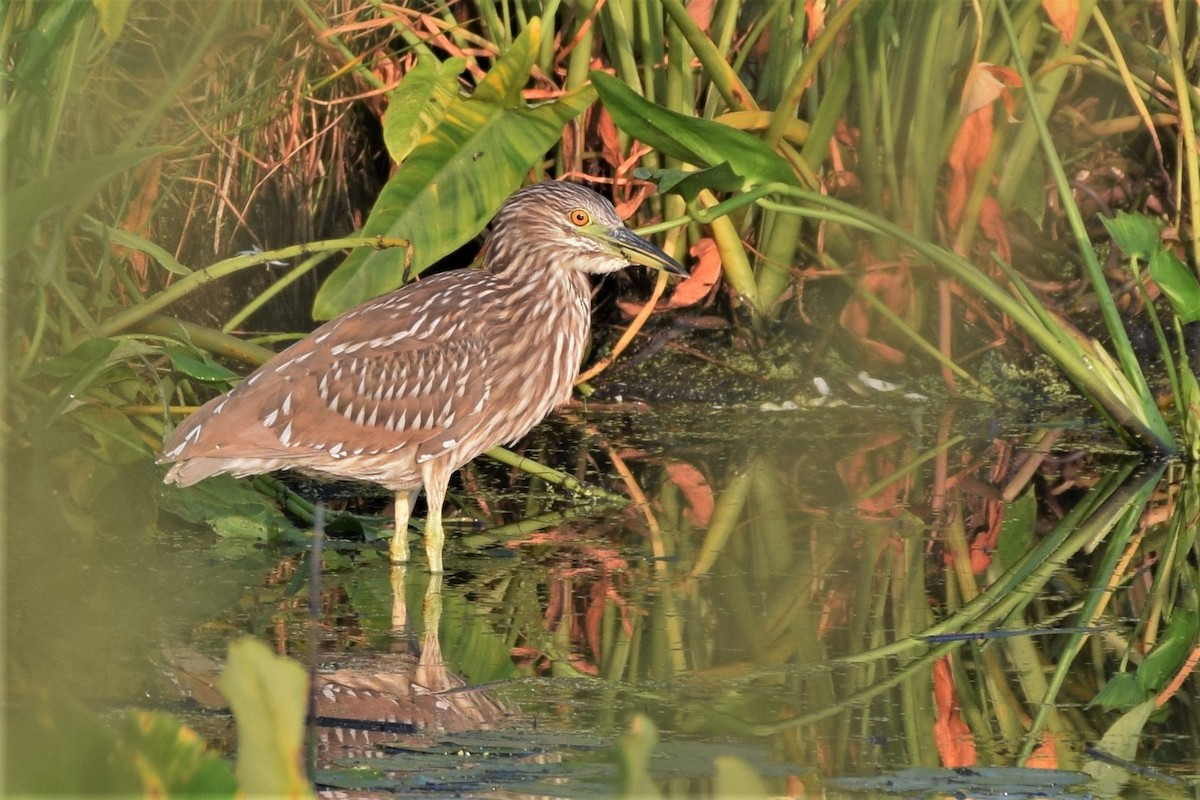 Black-crowned Night Heron - ML112181571