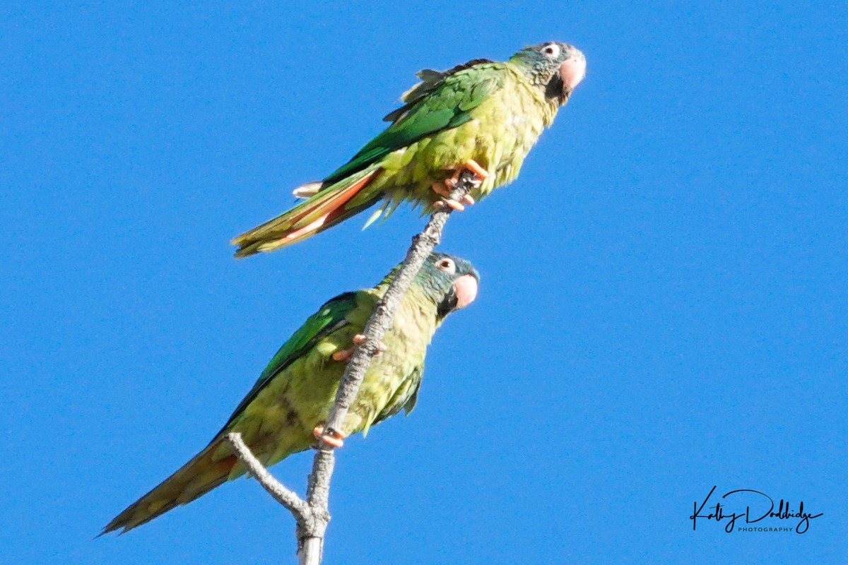 Blue-crowned Parakeet - Kathy Doddridge