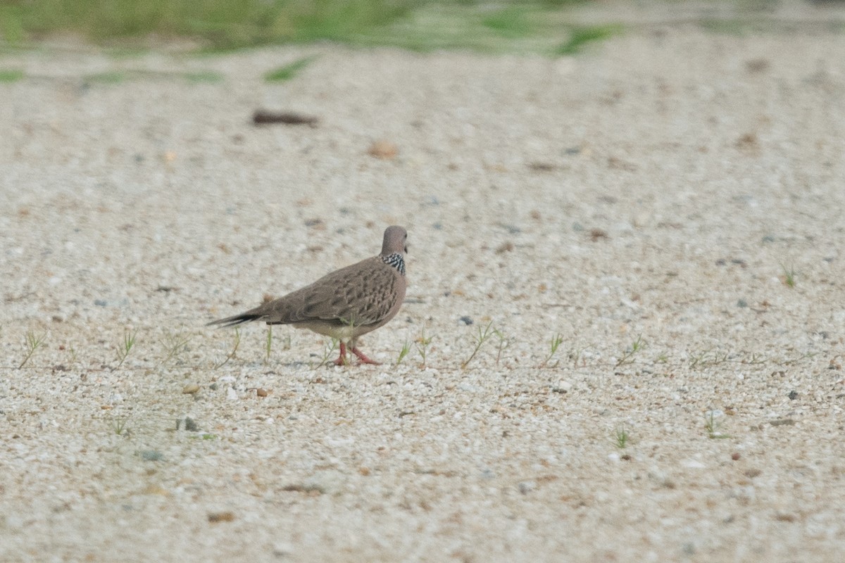 Spotted Dove - ML112182511